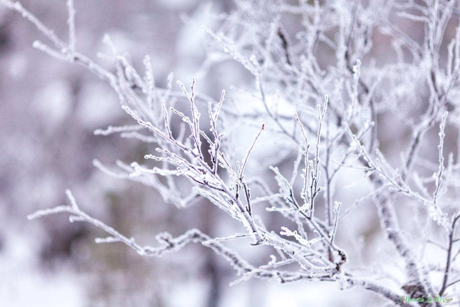 Laponie, voyage, ninaah bulles, finlande, neige, photo, paysage, voyage, blog voyage, cercle arctic, arctique, grand nord, grand froid