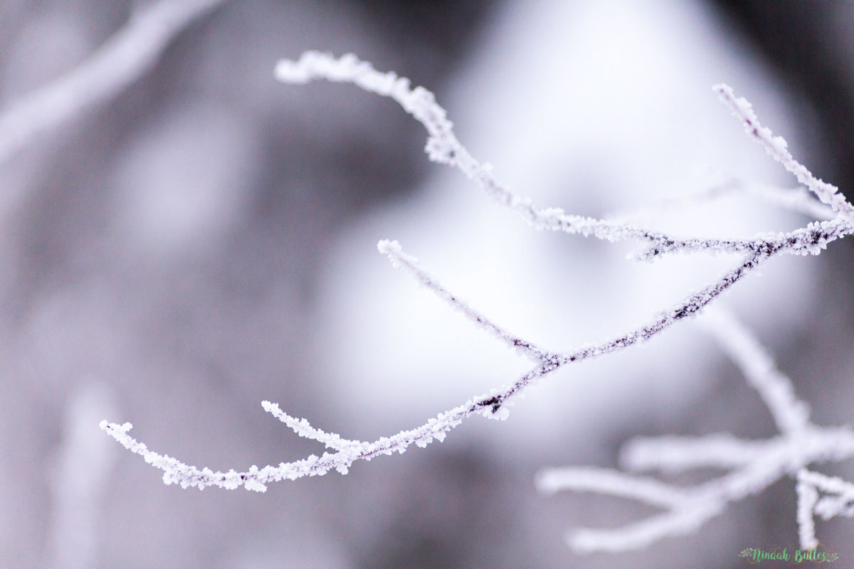 Laponie, voyage, ninaah bulles, finlande, neige, photo, paysage, voyage, blog voyage, cercle arctic, arctique, grand nord, grand froid