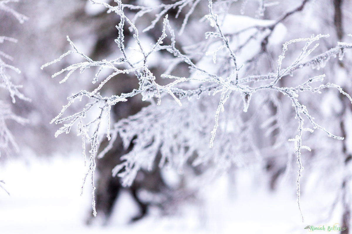 Laponie, voyage, ninaah bulles, finlande, neige, photo, paysage, voyage, blog voyage, cercle arctic, arctique, grand nord, grand froid