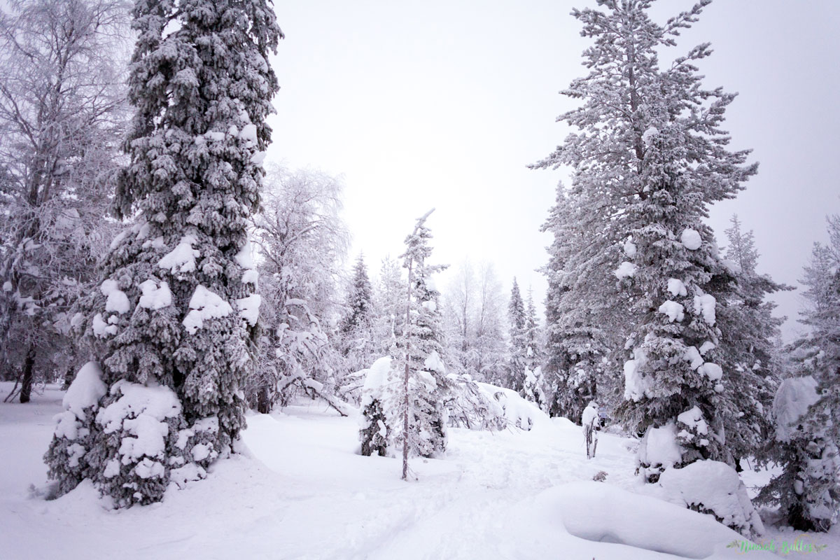 Laponie, voyage, ninaah bulles, finlande, neige, photo, paysage, voyage, blog voyage, cercle arctic, arctique, grand nord, grand froid