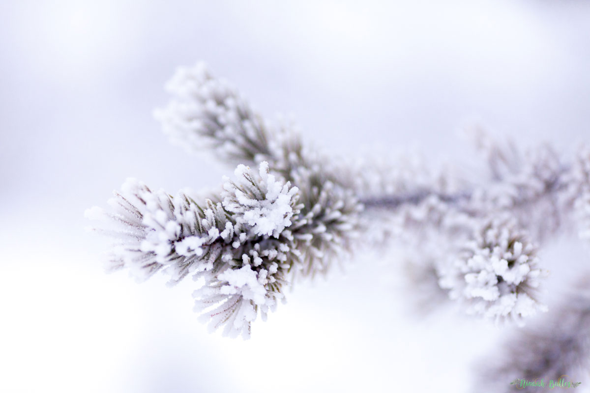 Laponie, voyage, ninaah bulles, finlande, neige, photo, paysage, voyage, blog voyage, cercle arctic, arctique, grand nord, grand froid