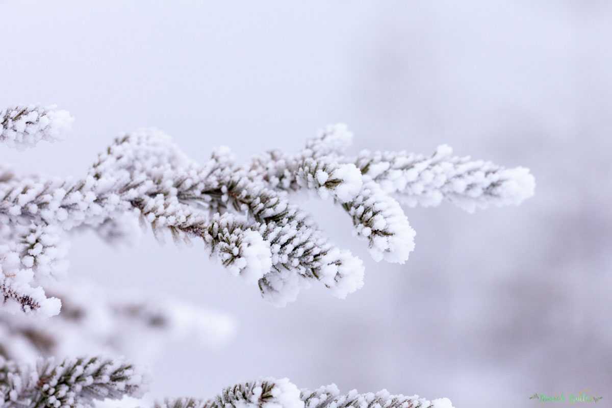 Laponie, voyage, ninaah bulles, finlande, neige, photo, paysage, voyage, blog voyage, cercle arctic, arctique, grand nord, grand froid