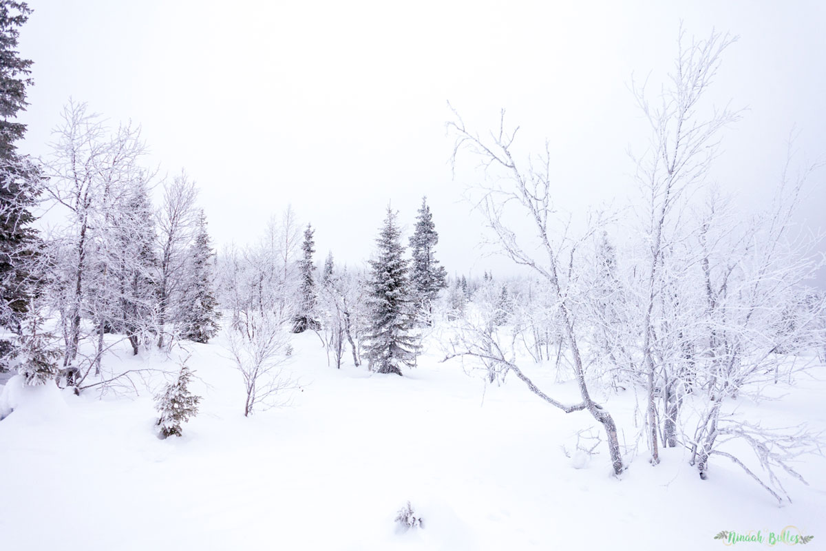 Laponie, voyage, ninaah bulles, finlande, neige, photo, paysage, voyage, blog voyage, cercle arctic, arctique, grand nord, grand froid