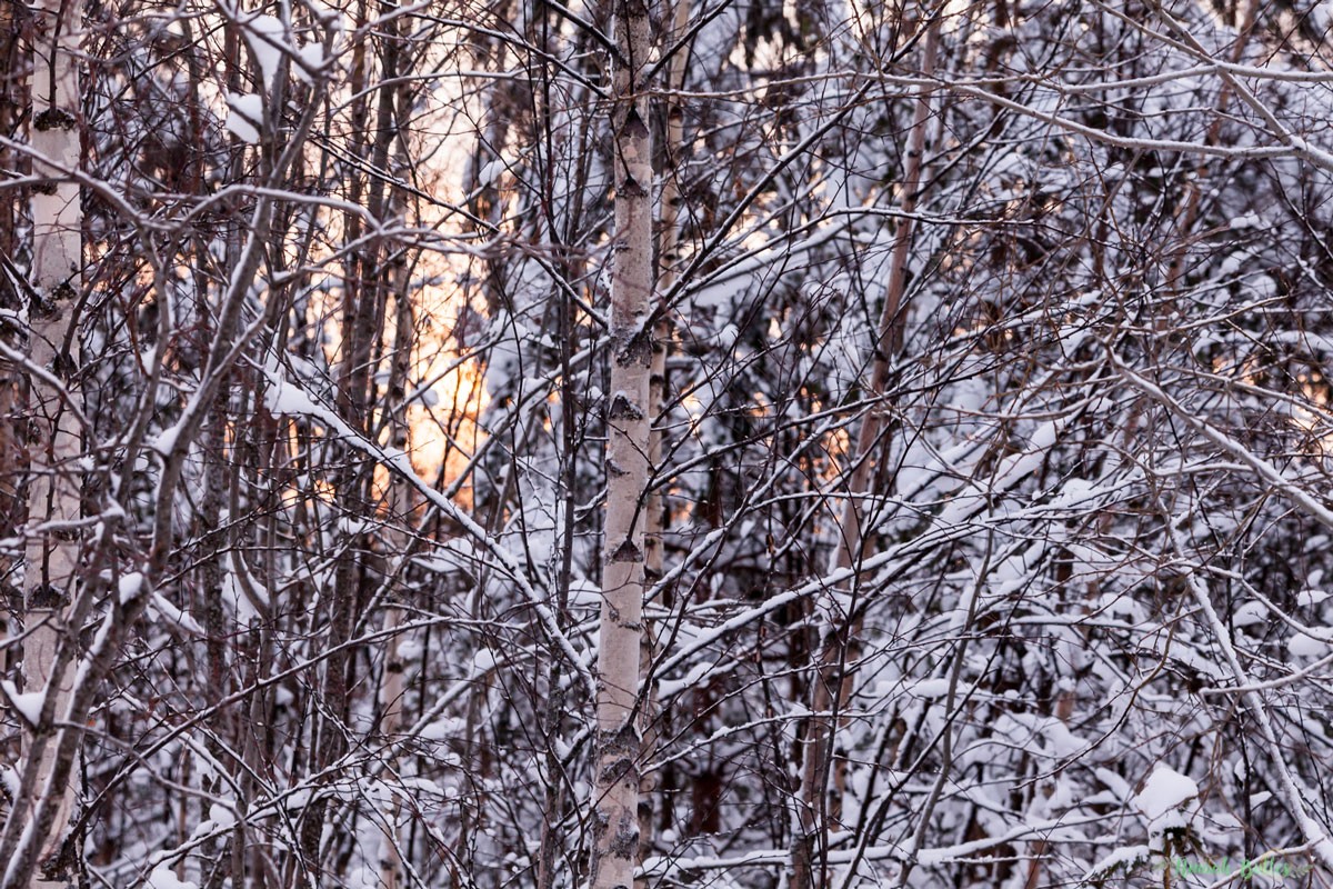 Laponie, voyage, ninaah bulles, finlande, neige, photo, paysage, voyage, blog voyage, cercle arctic, arctique, grand nord, grand froid