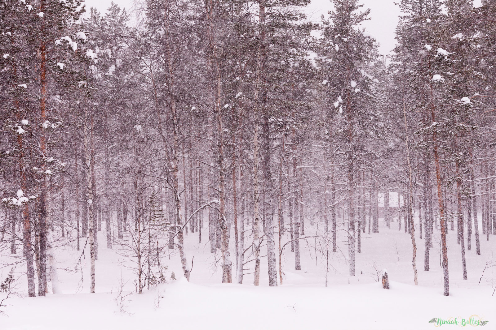 Laponie, voyage, ninaah bulles, finlande, neige, photo, paysage, voyage, blog voyage, cercle arctic, arctique, grand nord, grand froid