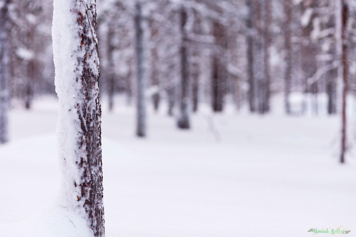 Laponie, voyage, ninaah bulles, finlande, neige, photo, paysage, voyage, blog voyage, cercle arctic, arctique, grand nord, grand froid