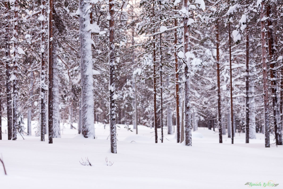 Laponie, voyage, ninaah bulles, finlande, neige, photo, paysage, voyage, blog voyage, cercle arctic, arctique, grand nord, grand froid