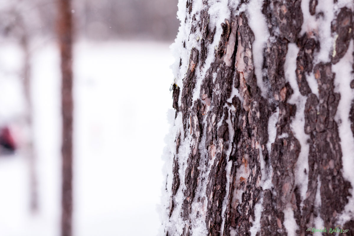 Laponie, voyage, ninaah bulles, finlande, neige, photo, paysage, voyage, blog voyage, cercle arctic, arctique, grand nord, grand froid