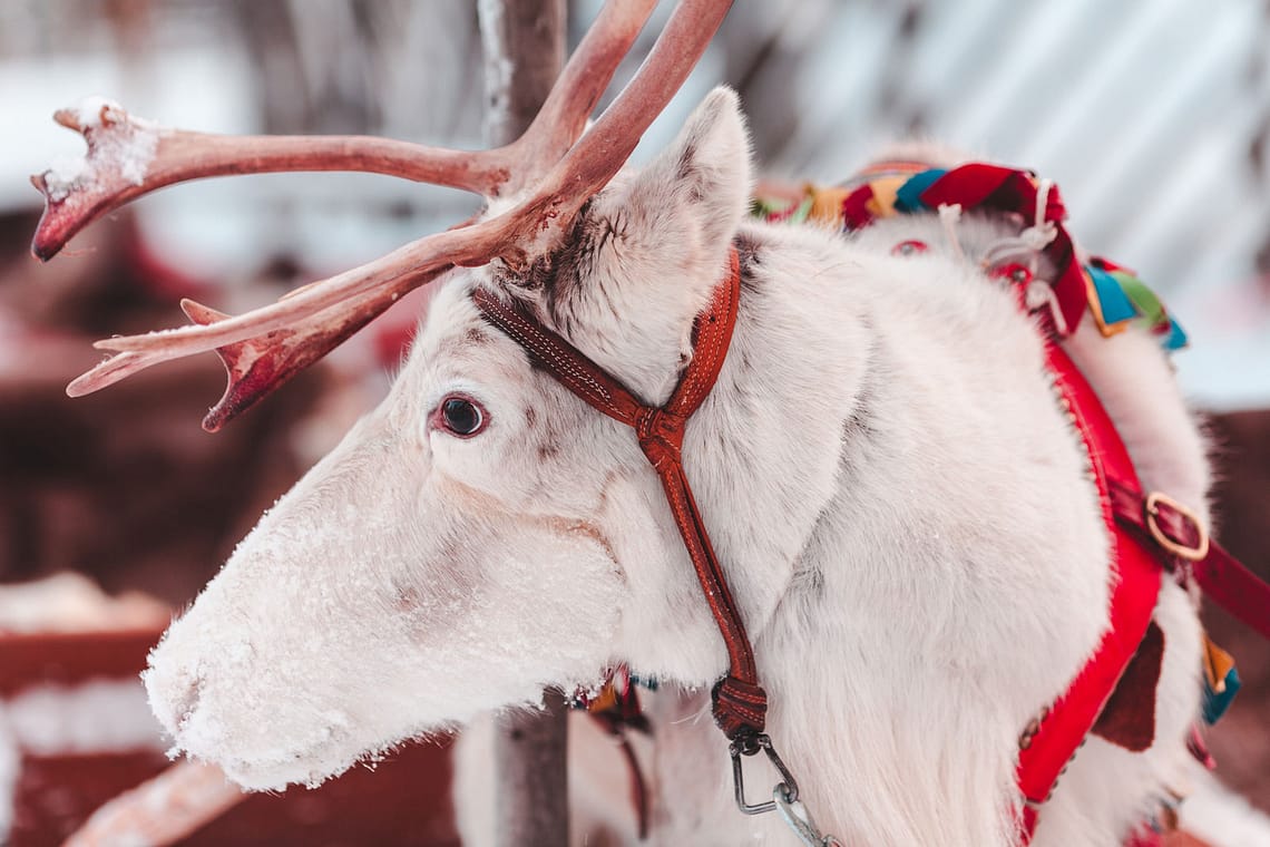 ninaah bulles, voyage, Laponie, rovaniemi, village du père noël, Finlande