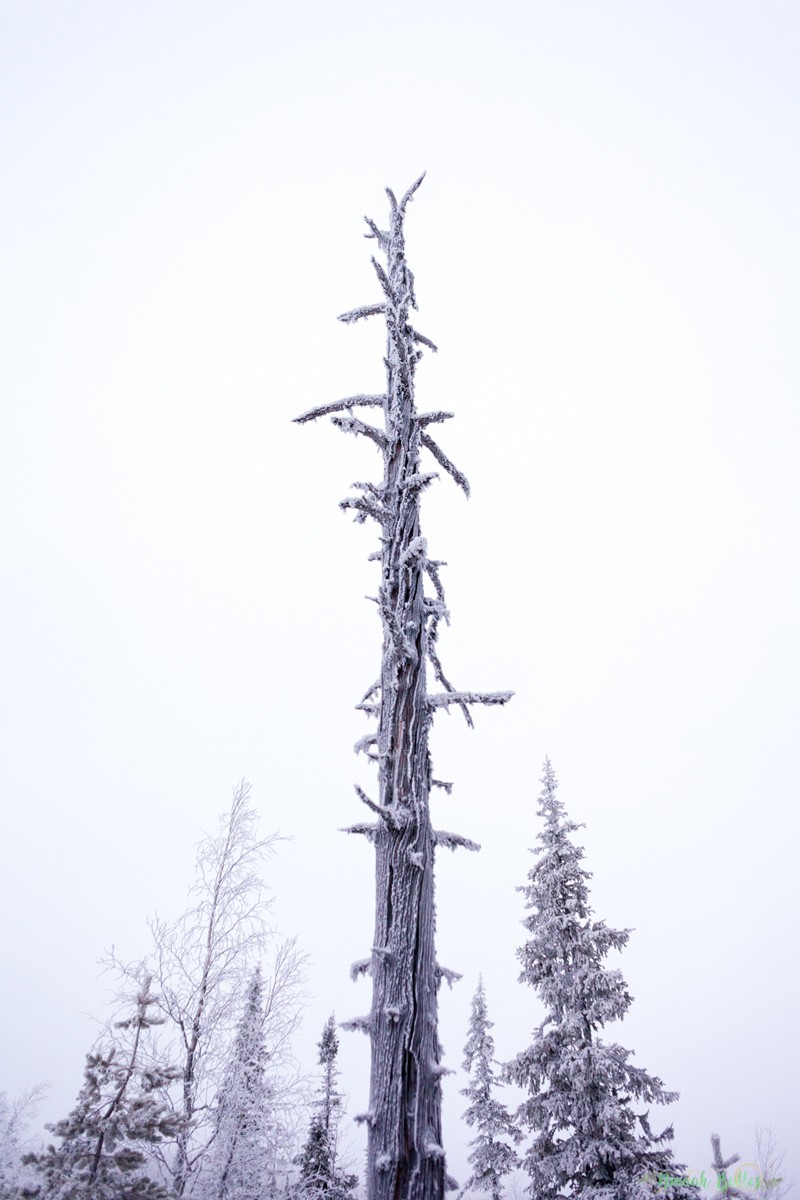 Laponie, voyage, ninaah bulles, finlande, neige, photo, paysage, voyage, blog voyage, cercle arctic, arctique, grand nord, grand froid