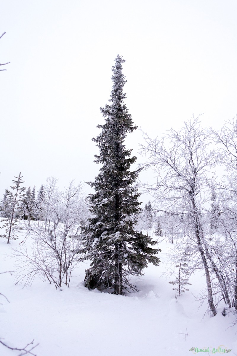 Laponie, voyage, ninaah bulles, finlande, neige, photo, paysage, voyage, blog voyage, cercle arctic, arctique, grand nord, grand froid